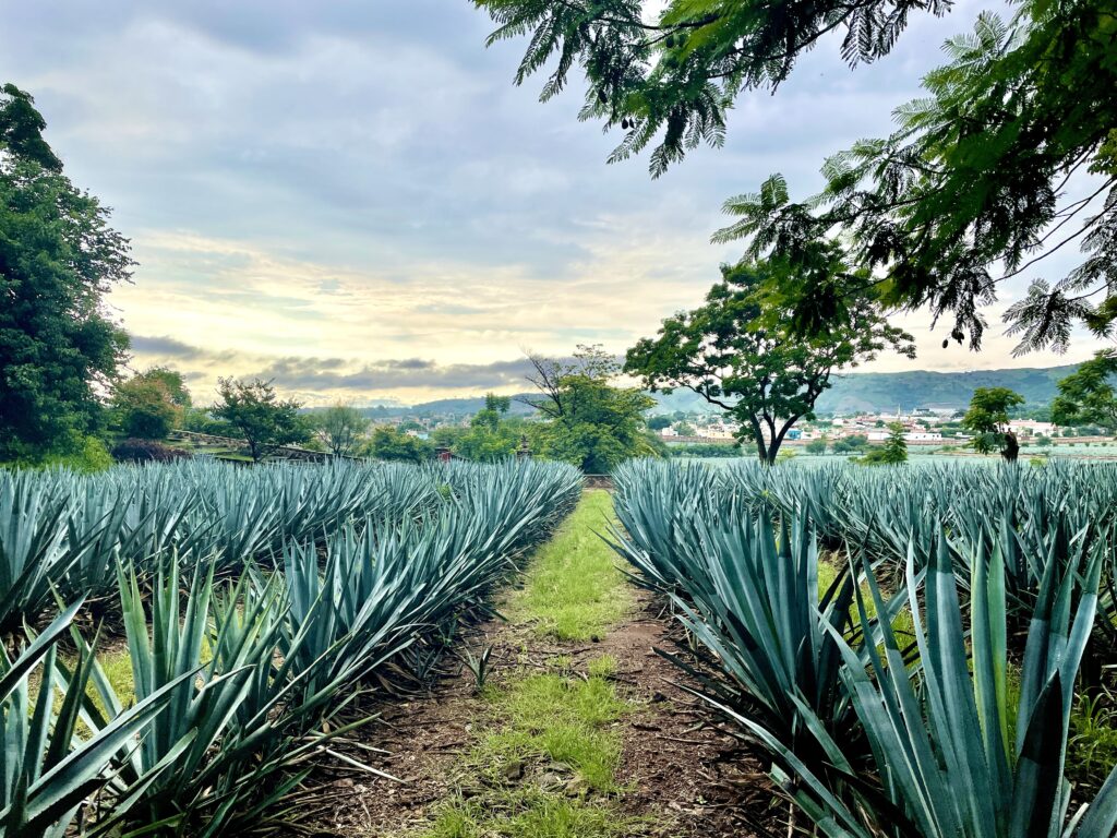 Tequila agave fields